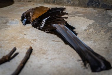 Dendrocitta formosae, ya da Grey Treepie, orta büyüklükte bir karga familyası, doğal ortamında düşmüş olarak bulundu..