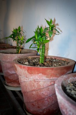 Racaena Sanderiana, ya da Lucky Bamboo, bir Hint evinin ön kapısındaki dekoratif bir kapta çiçek açıyor, refahı simgeliyor..