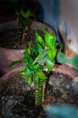 Racaena Sanderiana, ya da Lucky Bamboo, bir Hint evinin ön kapısındaki dekoratif bir kapta çiçek açıyor, refahı simgeliyor..