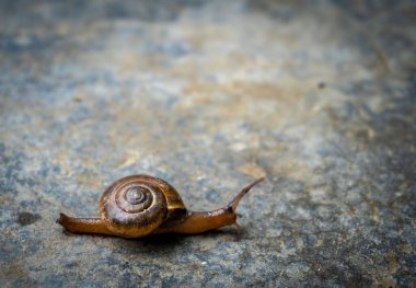 Aegopinella, Gastrodontidae familyasından küçük bir kara salyangozu, betonda sürünürken yakalandı..