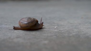 Aegopinella, Gastrodontidae familyasından küçük bir kara salyangozu, betonda sürünürken yakalandı..
