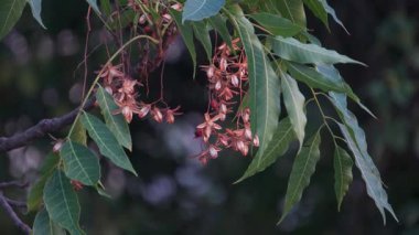 Ayurveda 'da yaygın olarak kullanılan tıbbi tohumları, meyveleri ve yapraklarıyla bilinen Azadirachta indica veya Neem ağacı.