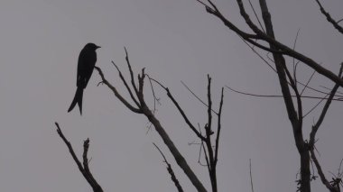 Kara drongo, Dicrurus makrocercus, Hindistan 'ın Uttarakhand, Dehradun' daki yapraksız bir ağaca tünedi. Sanatsal bir siluet..
