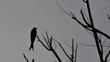 Kara drongo, Dicrurus makrocercus, Hindistan 'ın Uttarakhand, Dehradun' daki yapraksız bir ağaca tünedi. Sanatsal bir siluet..