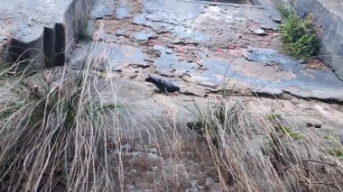 Bir Hint kaya güvercini (Columba livya), Uttarakhand, Hindistan 'da yiyecek arayarak bir duvara tutunur..