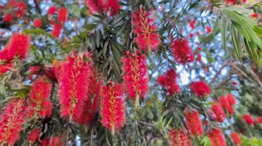 Hindistan 'da bahar aylarında tomurcuklanan çarpıcı kırmızı şişe fırçası çiçekleri (Callistemon citrinus) polen taşıyıcıları cezbeder..