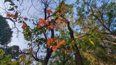 Vibrant orange bougainvillea (Bougainvillea spectabilis), Hindistan 'ın Uttarakhand kentindeki yol kenarı dekorunu geliştirerek bir ağaçtan zarif bir şekilde perdeler..