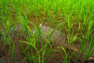 Dehradun, Uttarakhand, Hindistan 'ın verimli tepelerinde teraslı tarlalarda taze pirinç fideleri yetişiyor. 