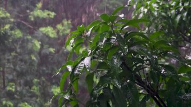 Hindistan, Uttarakhand, Dehradun 'da bir ağaç dalına düşen muson yağmur damlacıklarının sinematik yakın çekimi