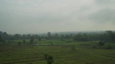 Haridwar 'ın sisli tarlaları ve Sal Ormanı arkaplanı ile sinematik geniş açılı görüntüsü (Shorea robusta)
