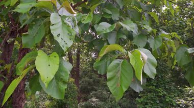 Uttarakhand Hindistan 'ın Dehradun kenar mahallelerinde Tectona Grandis' in yakın çekimleri, meşe yaprakları ve dalları