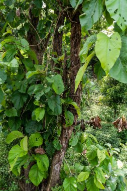 Uttarakhand Hindistan 'ın Dehradun kenar mahallelerinde Tectona Grandis' in yakın çekimleri, meşe yaprakları ve dalları
