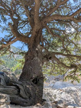 Kayalık bir arazide çarpık gövdesi ve dalları olan eski bir ağaç..