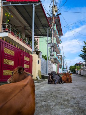 2 Temmuz 2025 Dehradun Uttarakhand Hindistan. İnekler renkli evlerle dolu bir sokakta dinleniyorlar..