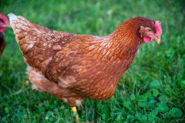 Renkli desenli tüyleri ve organik çiftlik doğası arka planına sahip yeşil çimenli Rhode Island Red çiftlik tavuğu. Kimse yok, fotokopi alanı var, yeşil çimen var.