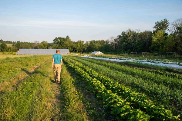 Caucasian man active senior farmer inspects rows of vegetables in idyllic organic farm garden with floating row covers and greenhouse background, sunny sky, and copy space.