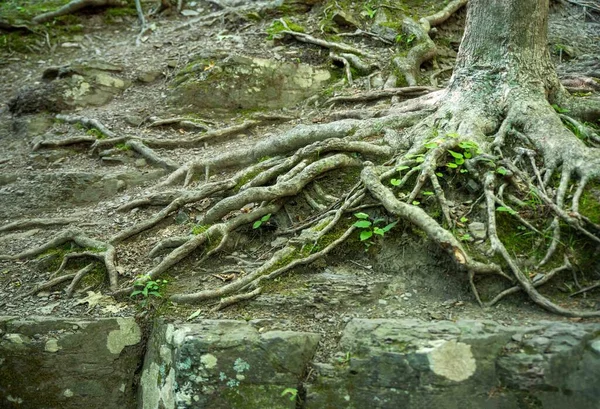 Beautiful tangled old roots on the forest floor nature background with old gray stones and Pennsylvania woodland background. No people with copy space.