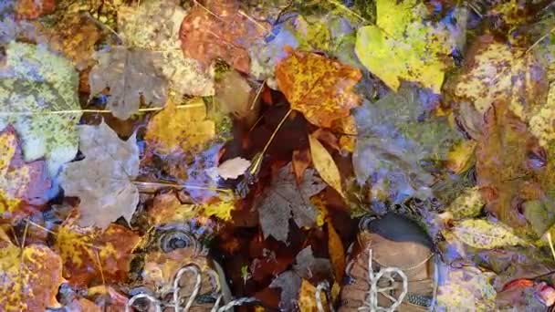 High Angle View Hiking Boots Rippling Autumn Stream Leaves High — Stock Video
