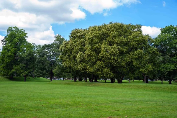 Beiral Longo Árvores Altas Pelo Grande Círculo Nas Terras Newark — Fotografia de Stock