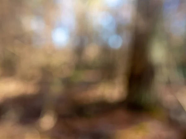 Beautiful abstract defocused bokeh woodland background with texture, colors and trees. Dynamic dappled sunlight gives positive emotion . Copy space, no people.