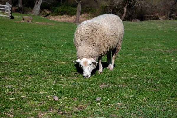 Ідилічна Ферма Пенсільванії Сонці Пасуться Одна Біла Вівця Мерино Вовною — стокове фото