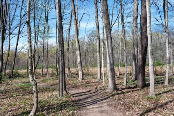 stock image Idyllic rural woodland image of trees and a dirt path hiking trail with new growth on background trees. Colorful green and blue with copy space and no people. Positive emotion.