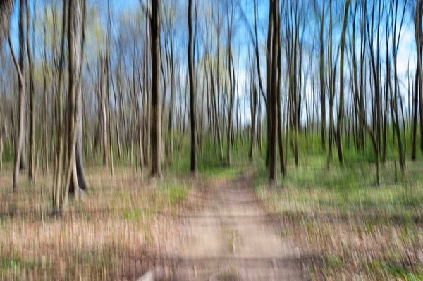 ICM intentional camera movement creates a beautiful impresionist vision of the woods with dynamic energy and motion with brightly colored sunny trees in background with budding leaves. Path in the center with excellent color and texture in surroundin