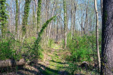 Idyllic kırsal kesimlerdeki ağaçların güneşli görüntüleri ve kemerli dalların altındaki toprak patika yürüyüş yolları. Renkli yeşil ve mavi, fotokopi alanı var ve insan yok. Olumlu duygular. Yatay resim