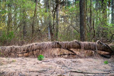 Düşen ağaç engeli tarafından engellenen yürüyüş yolu boyunca uzanan doğal bir manzaranın güzel bir görüntüsü. Eski ölü kahverengi çimlerle kaplanmış. Kopya alanı olan Pennsylvania orman sahnesi ve hayır