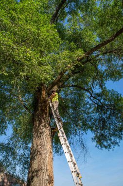 İşçi bir adam, uzun bir ağaca karşı merdivenin tepesinde duruyor. Elinde bir ip, dalları, ağaç gövdesi dokusu, yeşil yapraklar ve mavi gökyüzü var. Açık havada, gün ışığında çekilmiş..
