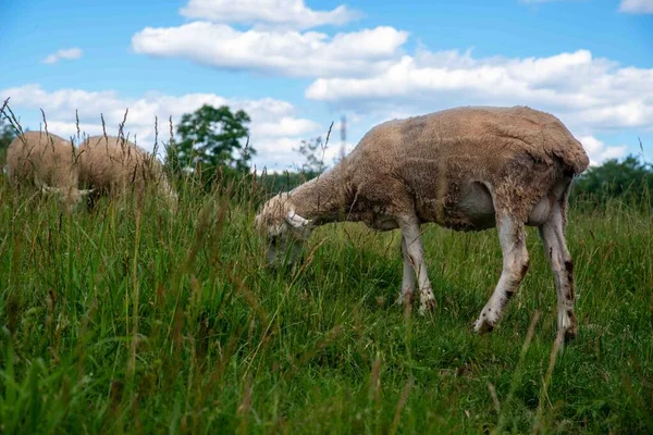 stock image Idyllic pastoral scene with recently shorn sheep grazing under a blue sky in a green grass pasture. Closeup texture of shorn wool and grass with copy space and no people