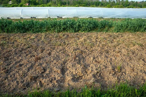 新鲜耕作的有机农场健康的土壤 用作花园床 一排排的蔬菜和漂浮的排布 背景可见 — 图库照片