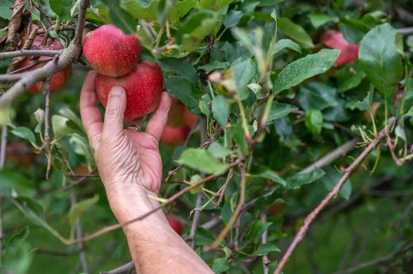 Mans Hand Plockar Galaäpplen Från Ett Ekologiskt Fruktträd Med Gröna — Stockfoto