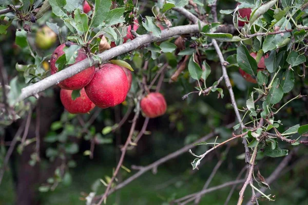 Vackra Röda Galaäpplen Hänger Ett Träd Ekologisk Fruktträdgård Med Defocused — Stockfoto