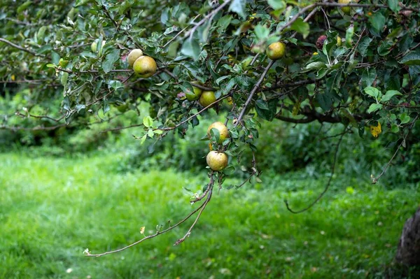 Organic Orchard Golden Russet Apples Lush Green Fruit Tree Sunny — Stock Photo, Image