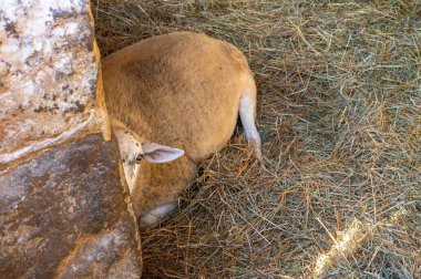Pensilvanya 'daki taştan ambardaki temiz yatakta dinlenen koyunlar tek gözleriyle kameraya bakarlar. Yün yok, yeni kesilmiş insan olmayan hayvan ve kopyalama alanı.