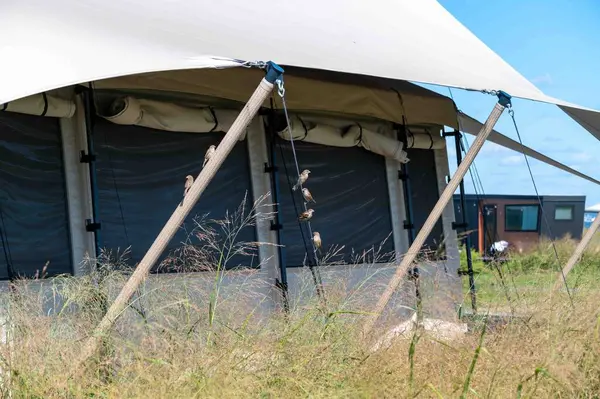 Birds sit along the tent pole and ropes on a sunny day with blue sky and tall grasses. Large tent with big windows and canopy with no people and copy space.