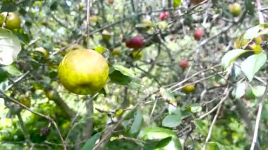 Olgun Altın Russet elması, organik meyve ağacının üzerinde hafif bir esintide. Olgunlaşmış organik altın Russet elması, bereketli yapraklarla dolu güneşli Pennsylvania bahçesinde, ağaç dalında esen meltemde sallanıyor.