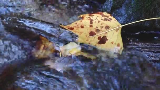 Nahaufnahme Eines Gelben Herbstblattes Einem Fließenden Waldbach Mit Klarem Wasser — Stockvideo