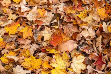 Gorgeous colorful autumn leaves cover the ground in a high angle view fall season nature background. clipart