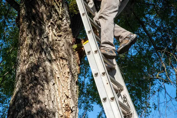 Man at the top of a ladder leaning against a large tree going up or down. Blue sky and tall leafy branches in background and trunk bark texture. Work boots and work pants.