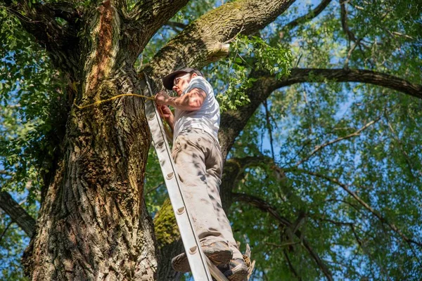 Caucasian man at the top of a ladder leaning against a large tree with a diseased branch tying a rope to secure the ladder. Blue sky and tall leafy branches in background and trunk bark texture.