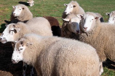 Miras, çimenli bir tarlada koyun yetiştirir. Büyük yün paltolu sağlıklı bir sürü. İdealist pastoral sahne.