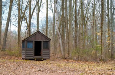 Ormandaki uzun ağaçlı ahşap kamp kulübesi. Ön kapı açık. Kırsal pencereli av kulübesi. Terk edilmiş. Orman zemininde sonbahar yaprakları. İnsan yok, kopyalama alanı.
