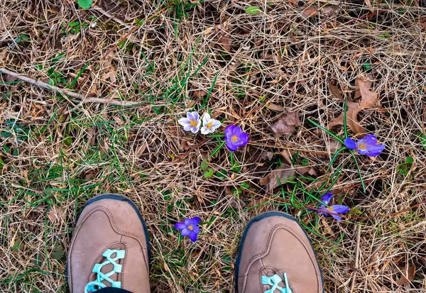 Overhead view of freshly bloomed cocuses and womans feet in hiking boots in the grass with twigs and leaves. Copy space.