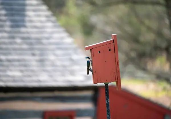宾夕法尼亚乔木燕子塔奇西塔双色美丽的色彩栖息在一个红色的木制鸟舍上 具有分散的自然背景和质朴的木屋 — 图库照片