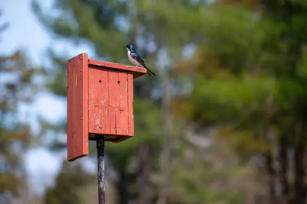 宾夕法尼亚乔木燕子双色塔 色彩艳丽 栖息在红色木制鸟舍上 森林自然背景分散 — 图库照片