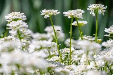 Uzun yeşil sapları ve narin beyaz fenik çiçekleri olan güzel çiçekli bir arka plan. Fotokopi alanı ile seçmeli odak ve insan yok. Olumlu duygular Mutlu güneşli günler.