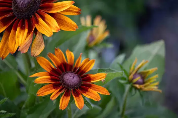 Stock image Closeup of Gloriosa Daisy flower head with bright yellow orange and red brown petals, green foliage outdoor garden nature background, selective focus with copy space and no people