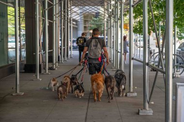 New York, New York, ABD 07-10-2024 Profesyonel köpek gezdiricisi ve tasmalı sekiz sevimli köpek Manhattan kaldırımında iskele altında yürüyor. Sadece editör kullanımı.